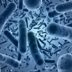 Bakterien – Helfer oder Killerkeime?